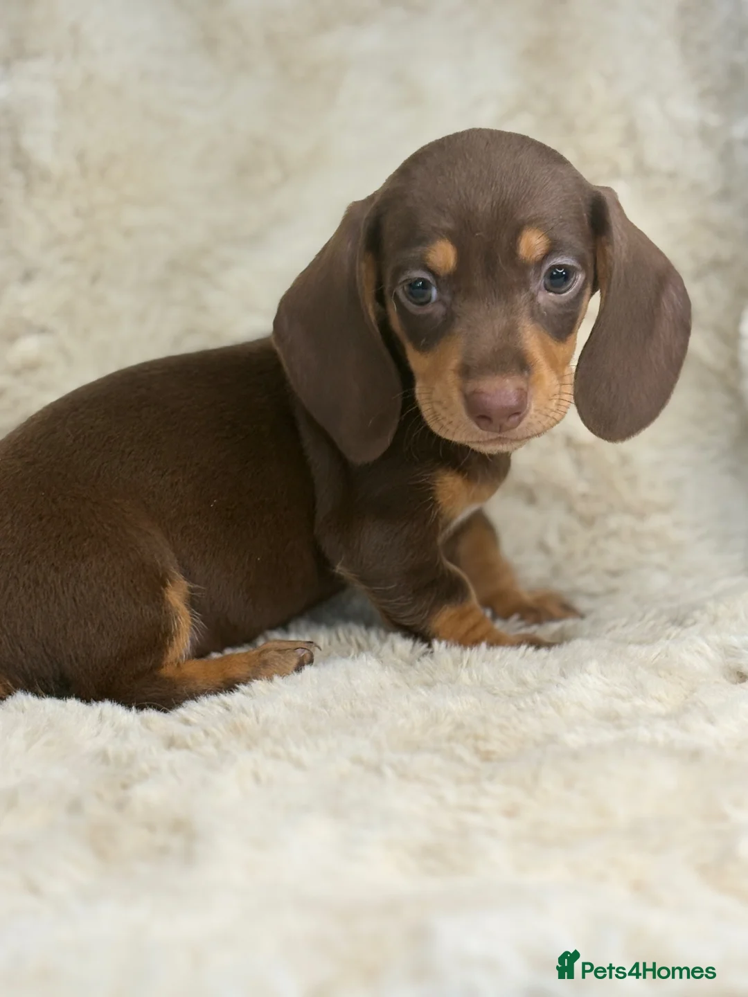 Miniature Dachshund dogs for sale: Beautiful mini smooth dachshund puppies - Advert 18