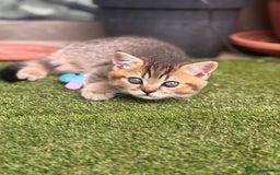 Scottish Fold cats for sale: 🐱 One boy left 🐱 Open for offers ❤️ - Image 10
