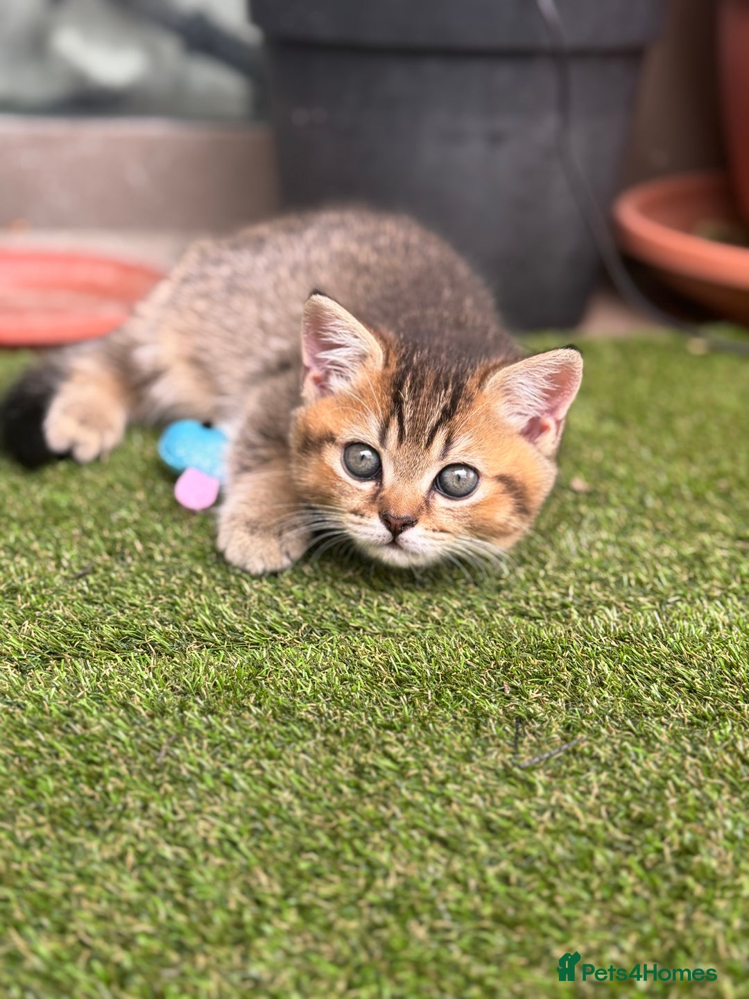 Scottish Fold cats for sale: 🐱 One boy left 🐱 Open for offers ❤️ - Image 10