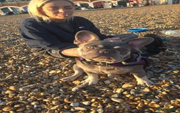 French Bulldog dogs for sale: Femal French bulldog - Image 5