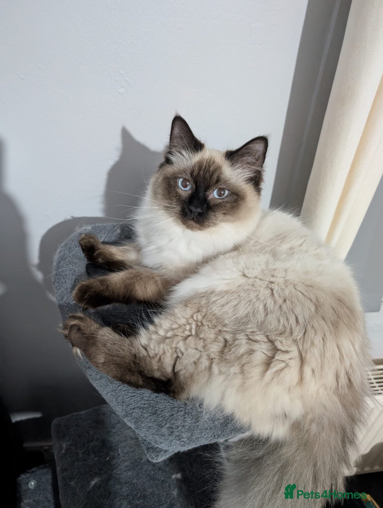 Ragdoll cats Seal point ragdoll  - Advert 6