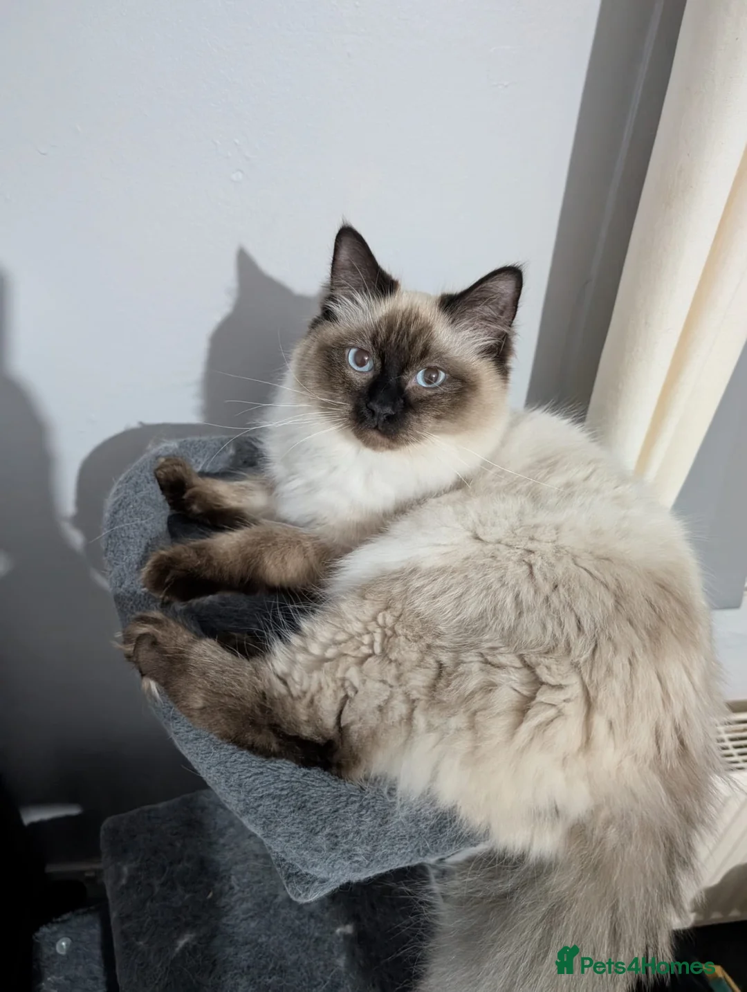 Ragdoll cats for sale: Seal point ragdoll  - Advert 1