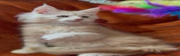 Maine Coon cats for sale: Bear Paw (🐾🐻 polydactyl) Maine Coon kittens TICA - Advert 31