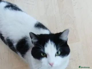 Mixed Breed cats EDWIN - Advert 1