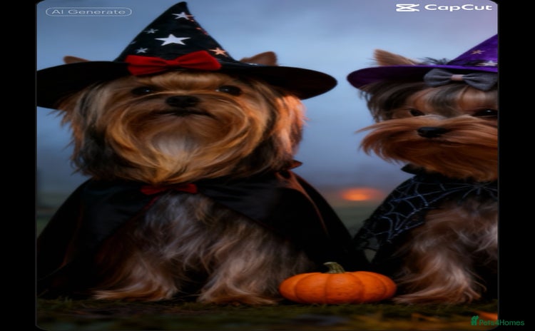 Yorkshire Terrier dogs - Advert 1
