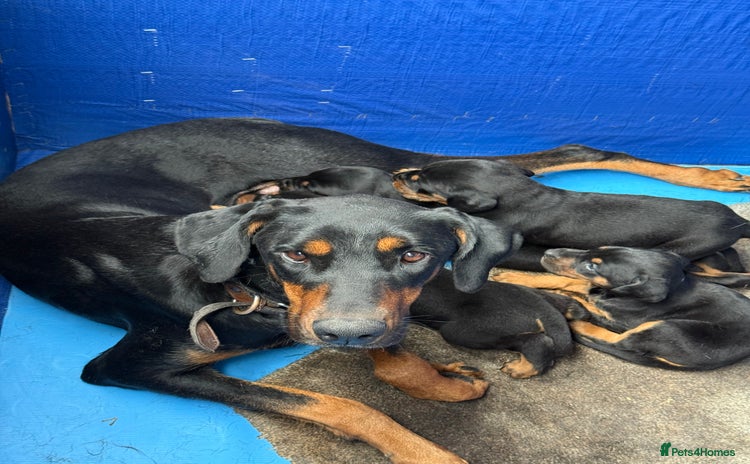 Dobermann dogs - Advert 1