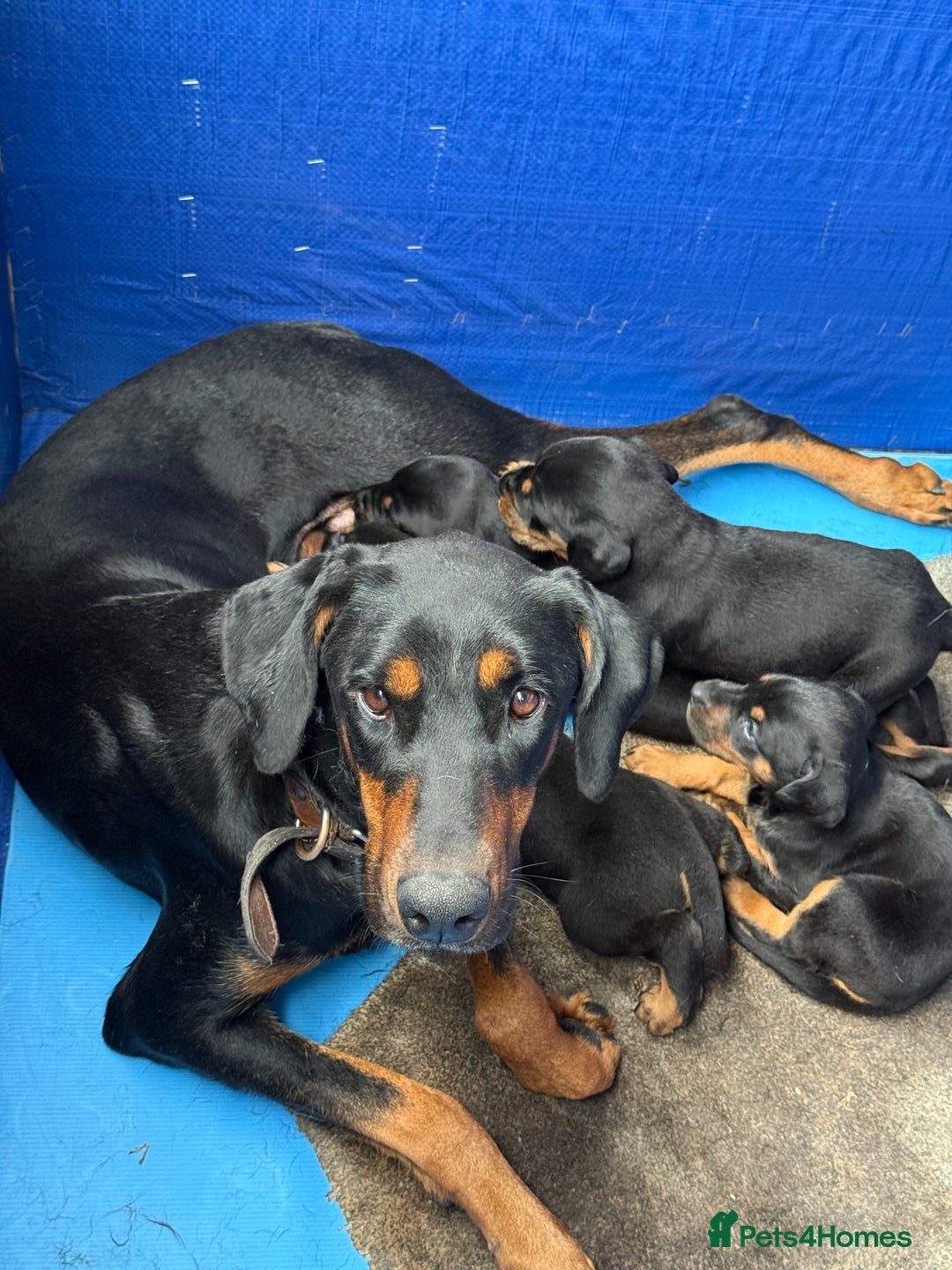 Dobermann dogs for sale: Doberman puppies for sale boys & girls  - Image 1