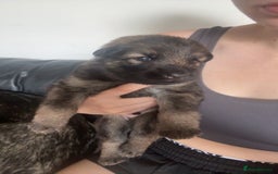 German Shepherd dogs for sale: German shepherd pups - Image 7