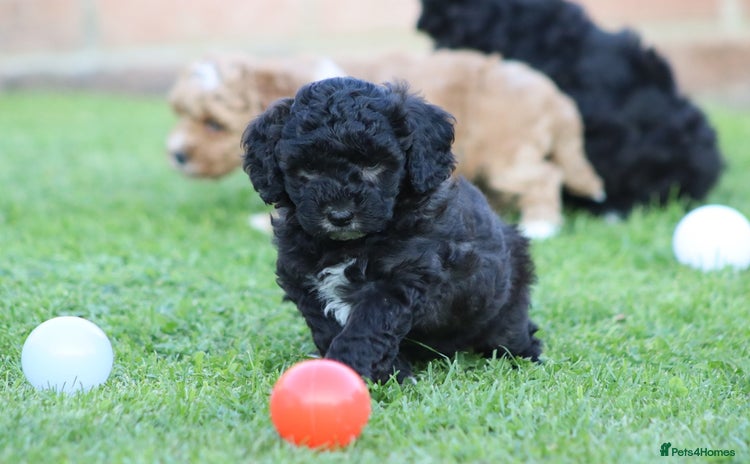 Cavapoochon dogs - Advert 1