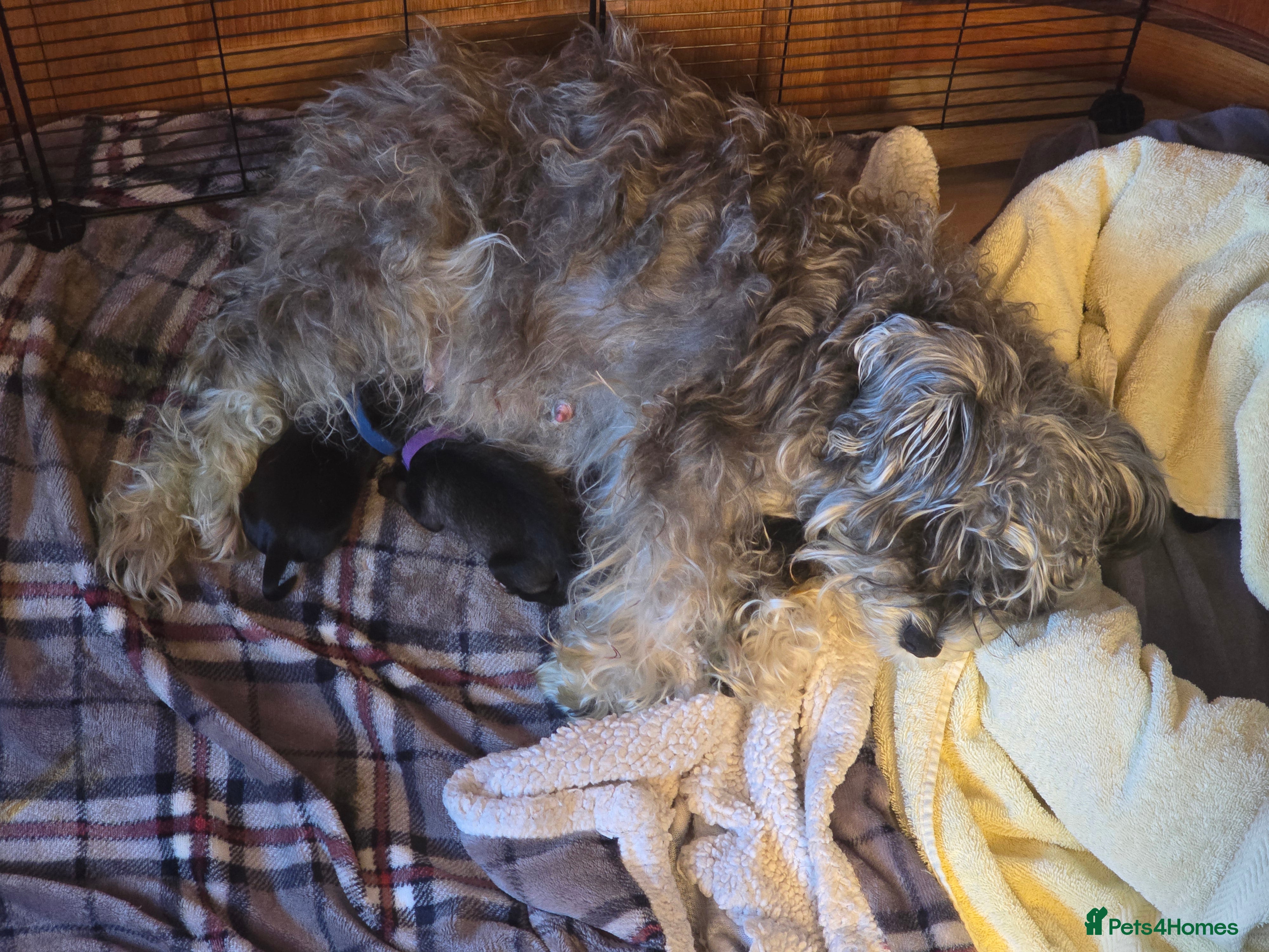 Miniature Schnauzer dogs Miniture Schnauzer's  - Advert 1