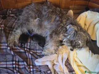 Miniature Schnauzer dogs Miniture Schnauzer's - Advert 4