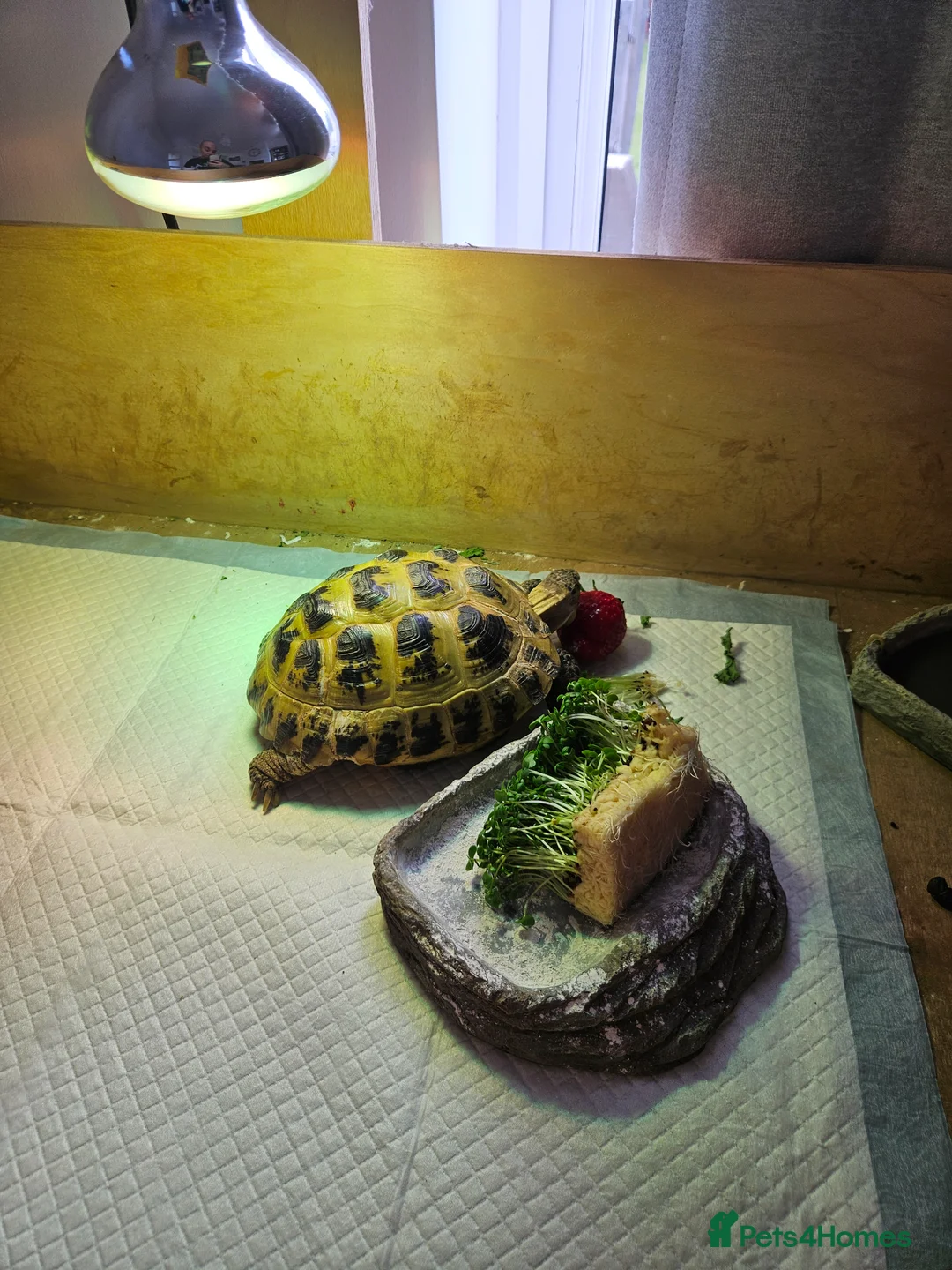 Tortoise reptiles for sale: Two Horsefield Tortoise full set up.  - Advert 2