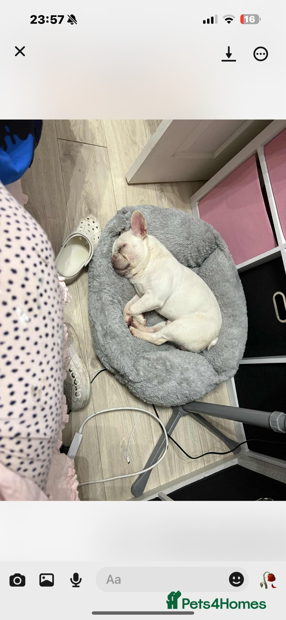 French Bulldog dogs for sale: 10 month old male French bulldog  - Image 4