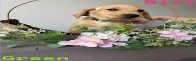 Green collar 