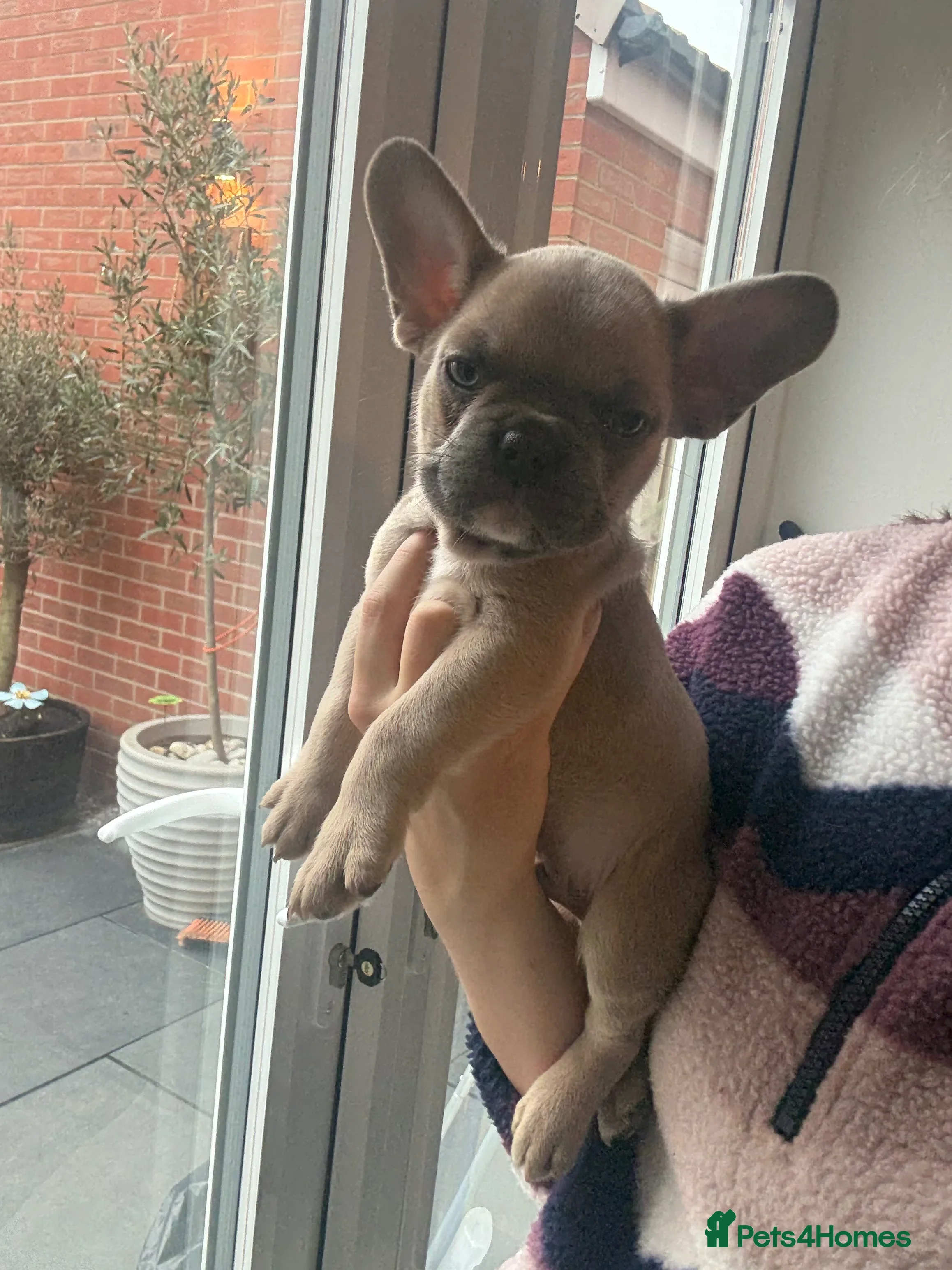 French Bulldog dogs READY! (2 LEFT!) French Bulldog puppies! (REDUCED) - Advert 18