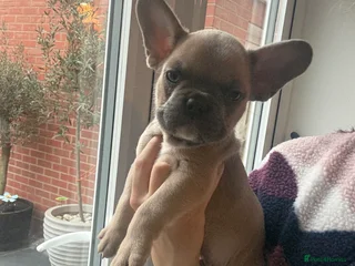 French Bulldog dogs READY! (2 LEFT!) French Bulldog puppies! (REDUCED) - Advert 18