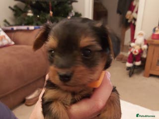 Yorkshire Terrier dogs Tiny Yorkshire Terrier puppies - Advert 14