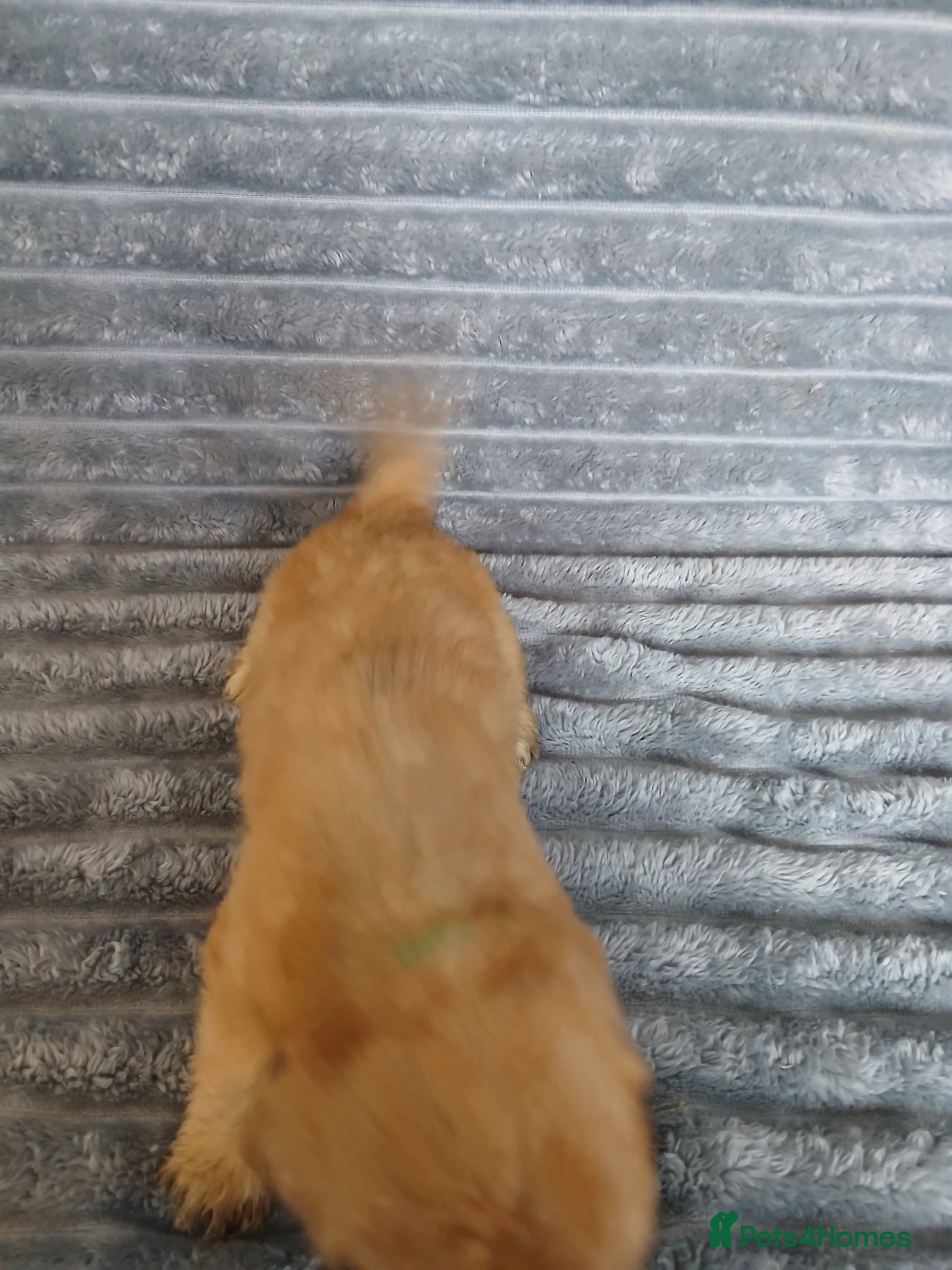 Mixed Breed dogs for sale: 8 dachshund x jack Russel puppies  in Henfield - Advert 23