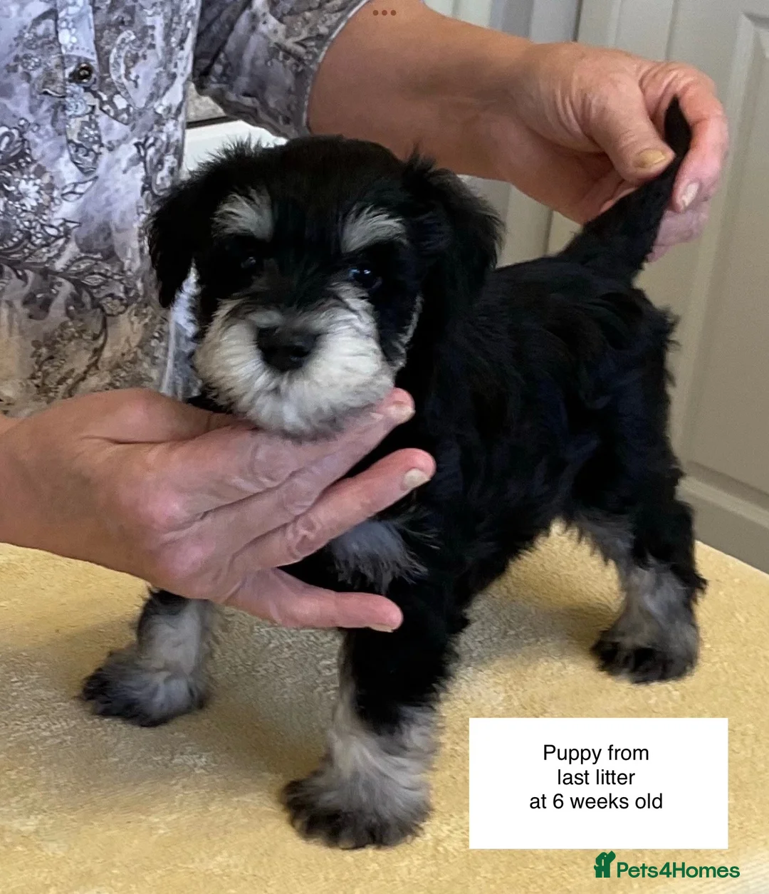 Miniature Schnauzer dogs for sale: BLACK & SILVER MINIATURE SCHNAUZERS - Advert 5