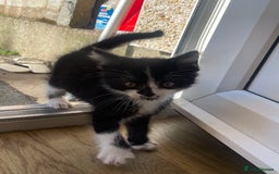 Bramble cats for sale: 8 weeks old super playful kitten - Image 5