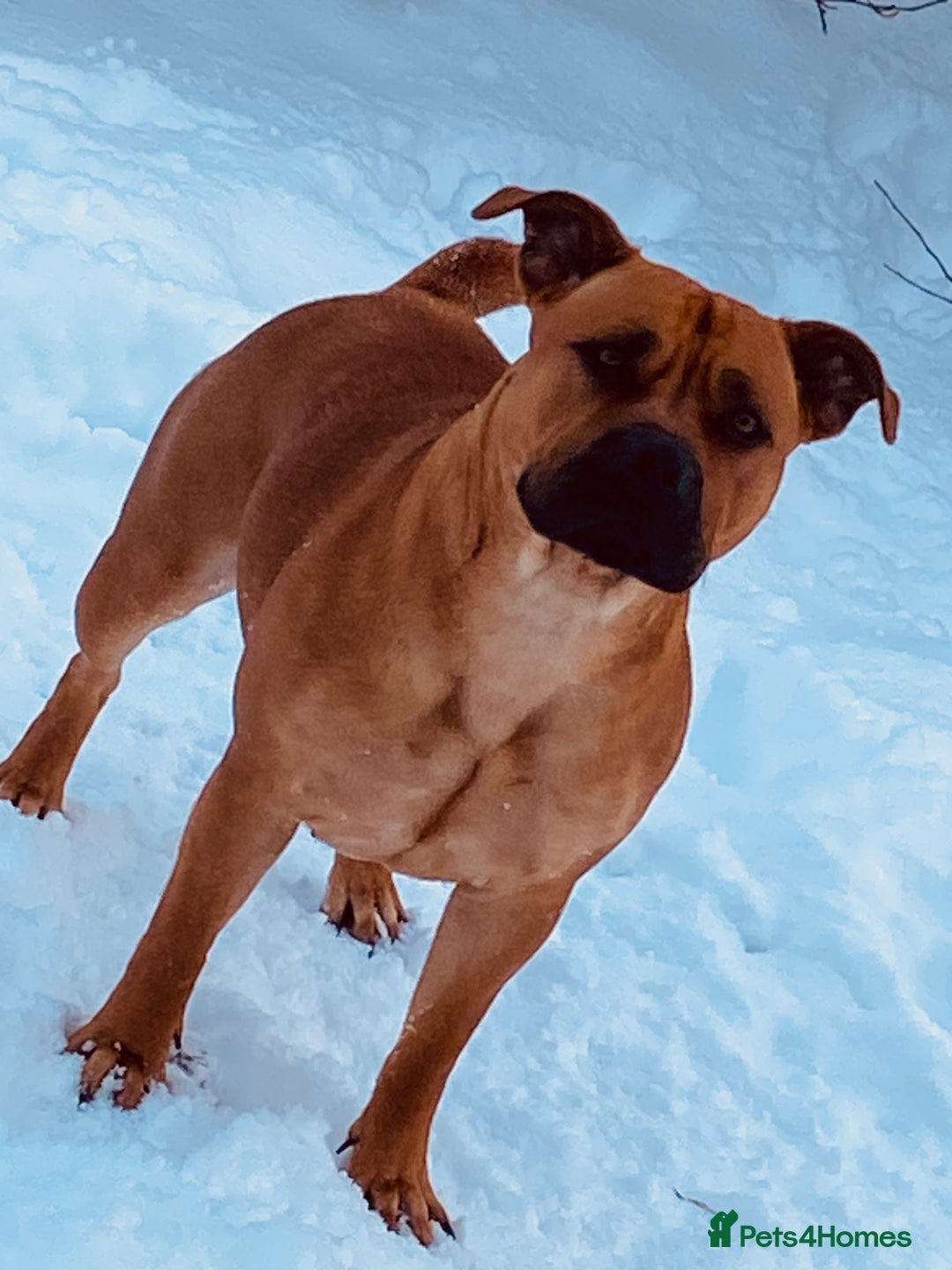American Bull Staffy dogs for sale: Staffi X American Bulldog Pups - Image 5