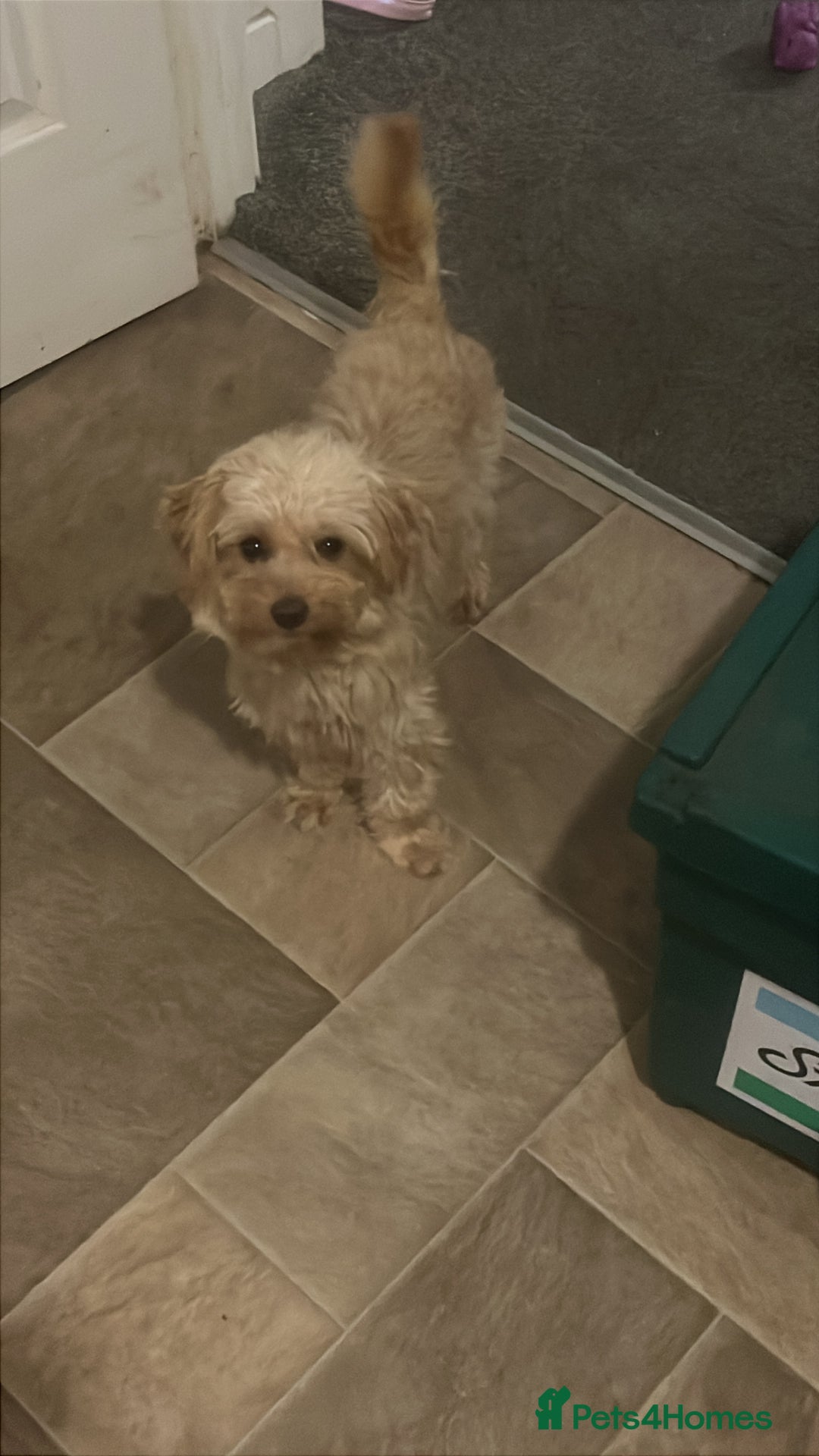 Mixed Breed dogs for sale: Girl maltipoo - Advert 4