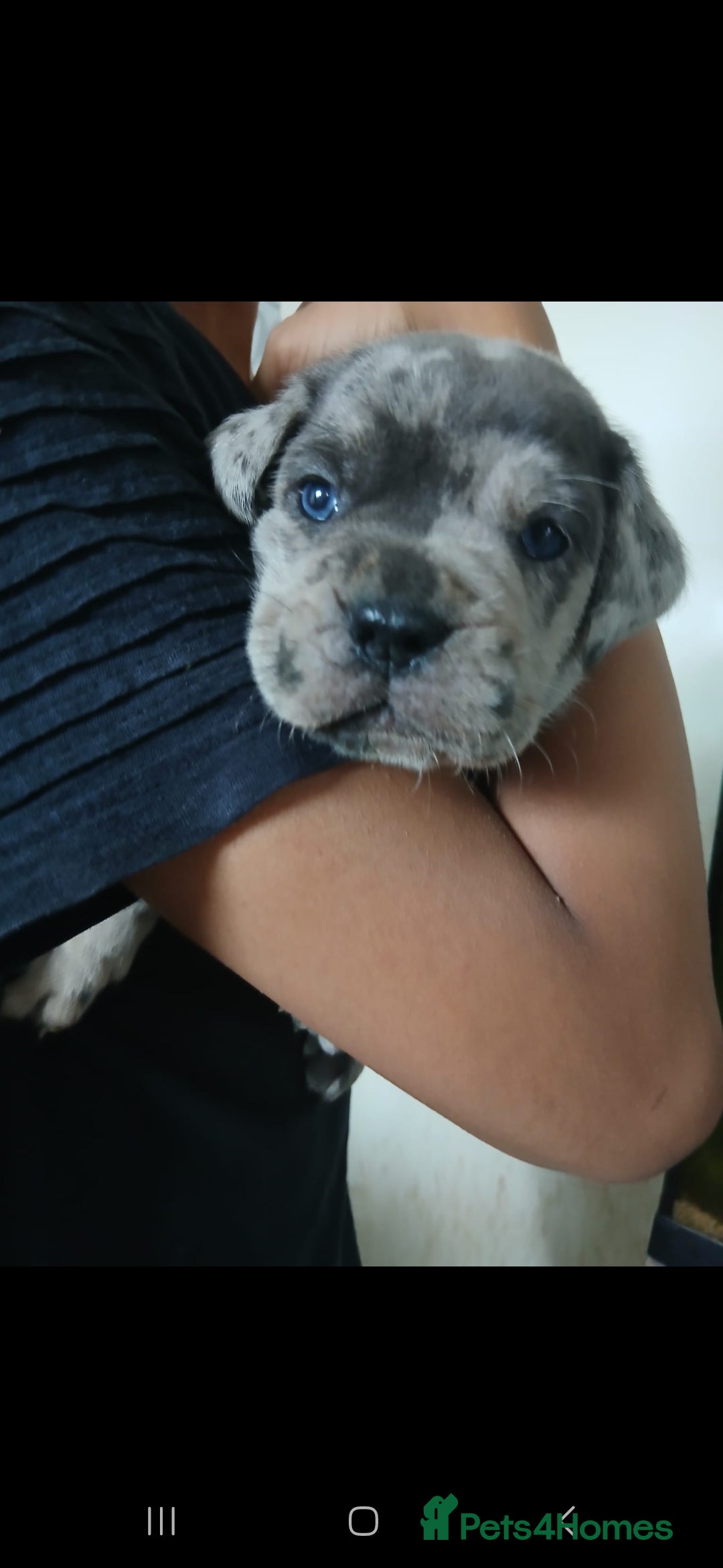 Mixed Breed dogs for sale: Beautiful Molesser Mastiff pups - Image 2