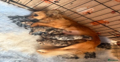 Chihuahua dogs Merle Chihuahua Puppies Longhaired Apple-head - Advert 3