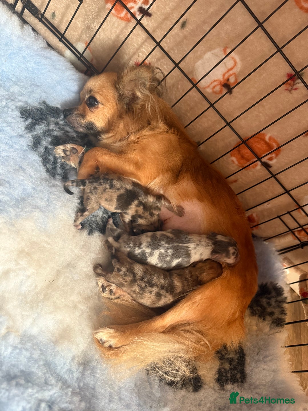 Chihuahua dogs for sale: Merle Chihuahua Puppies Longhaired Apple-head - Advert 19