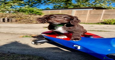 Cocker Spaniel dogs - Advert 9