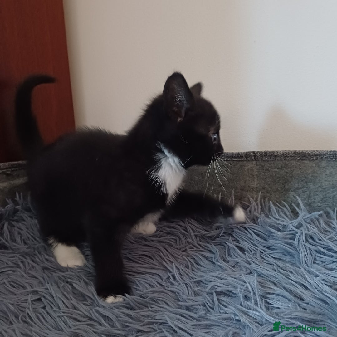 Mixed Breed cats for sale: Cute Kittens:)) - Advert 13