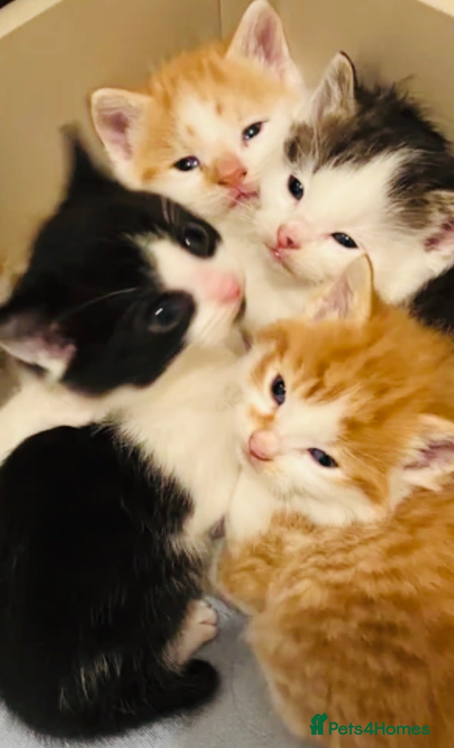 Mixed Breed cats Stunning Maine coon cross kittens 🐈 😀🌸 - Advert 2