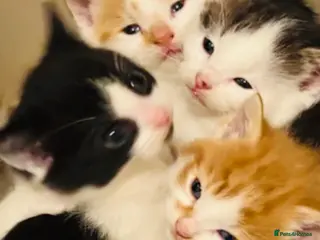 Mixed Breed cats Stunning Maine coon cross kittens 🐈 😀🌸 - Advert 2