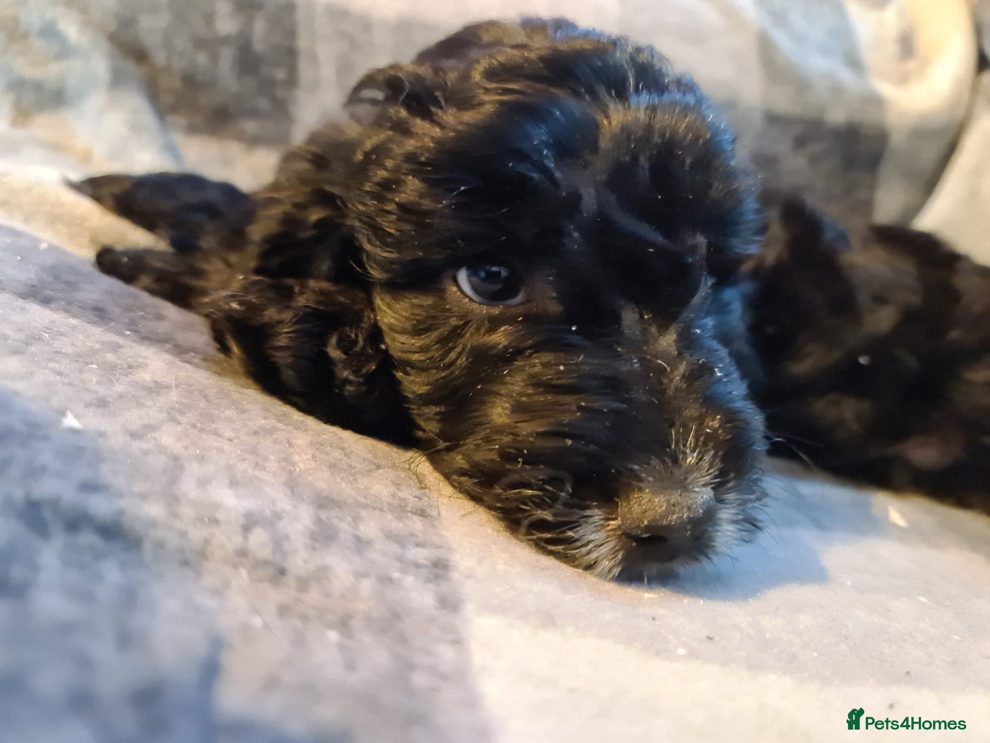 Cockapoo dogs READY TO GO Stunning Cockapoo Litter - Advert 15