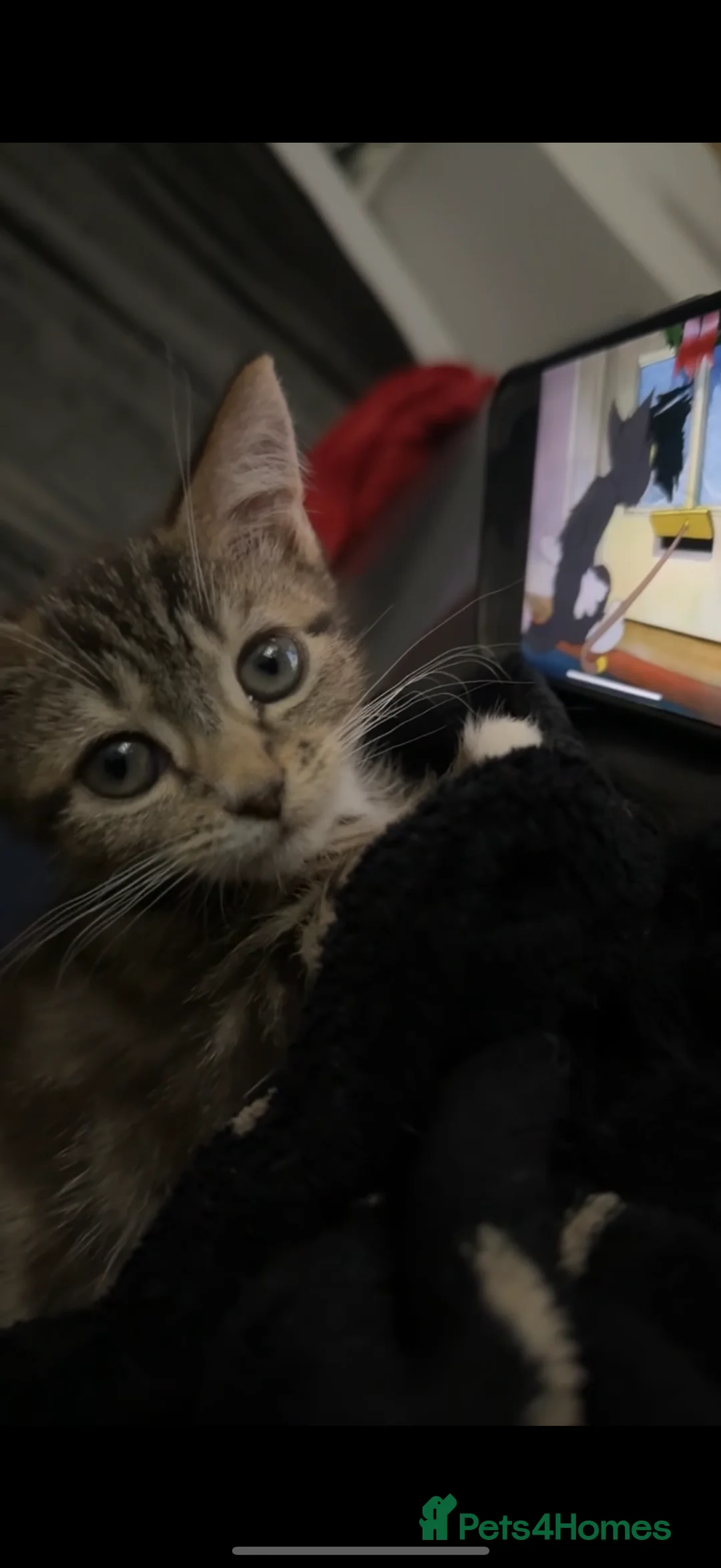 Mixed Breed cats for sale: Tabby Kitten Girl - Advert 6