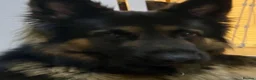 Sheprador dogs for sale: Ready now lab x German shepherd pups in West Drayton - Advert 19