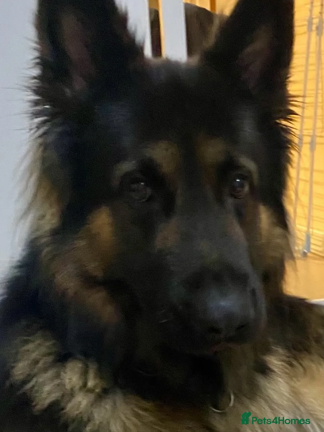 Sheprador dogs for sale: Ready now lab x German shepherd pups in West Drayton - Advert 19