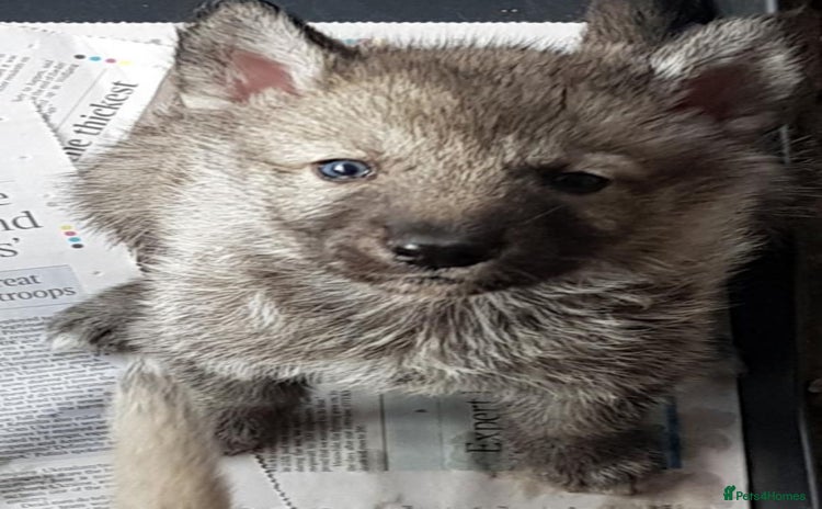 Northern Inuit dogs - Advert 1