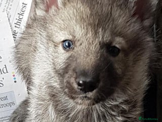 Northern Inuit dogs - Advert 36