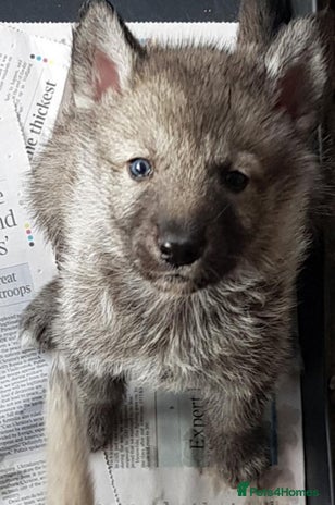 Northern Inuit dogs - Advert 1