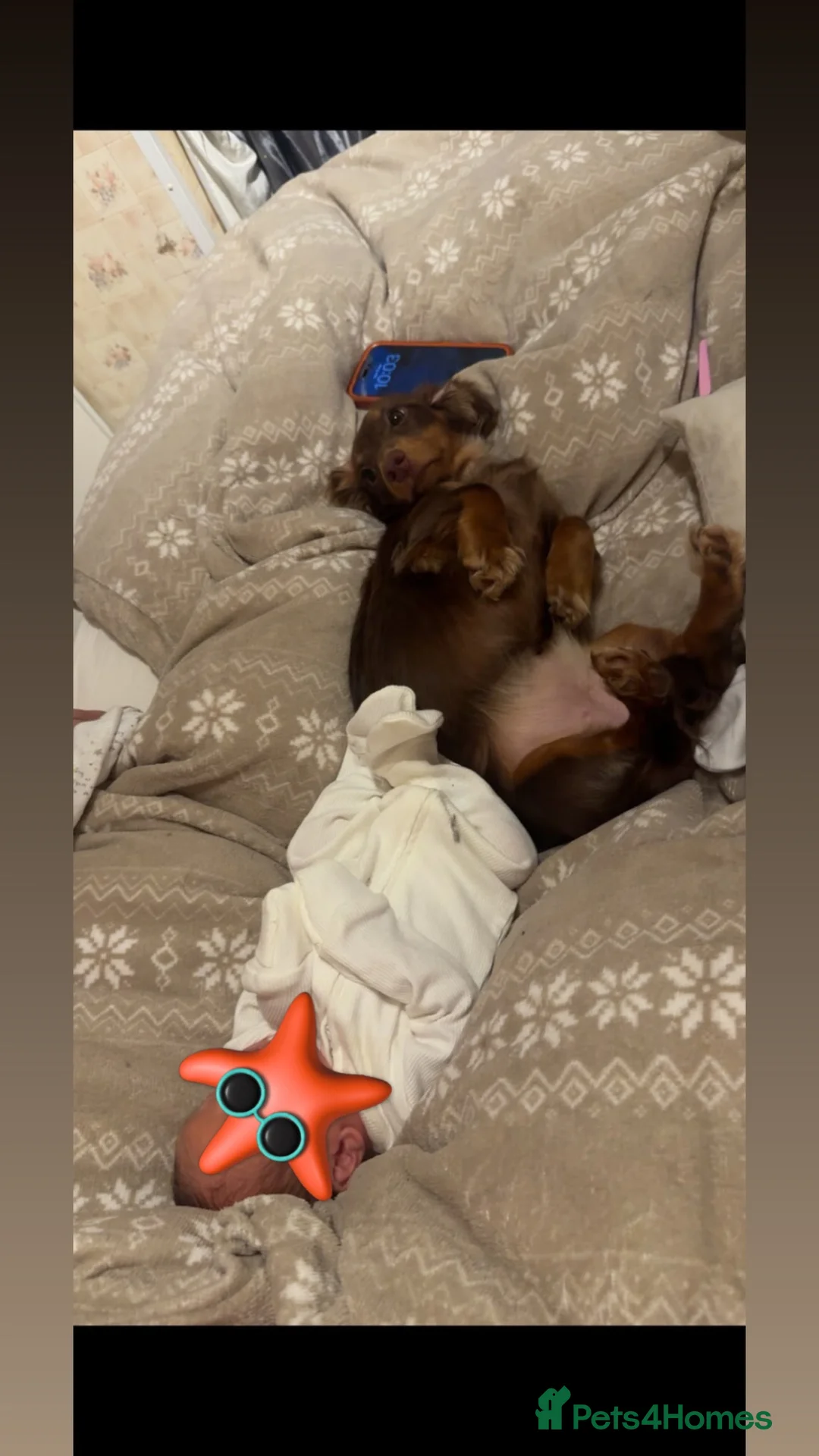 Miniature Dachshund dogs for sale: Lucky  in Faversham - Advert 5