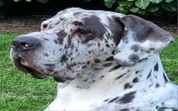 Great Dane dogs for stud: KC Reg - Proven, health tested stud  in Wisbech - Image 2