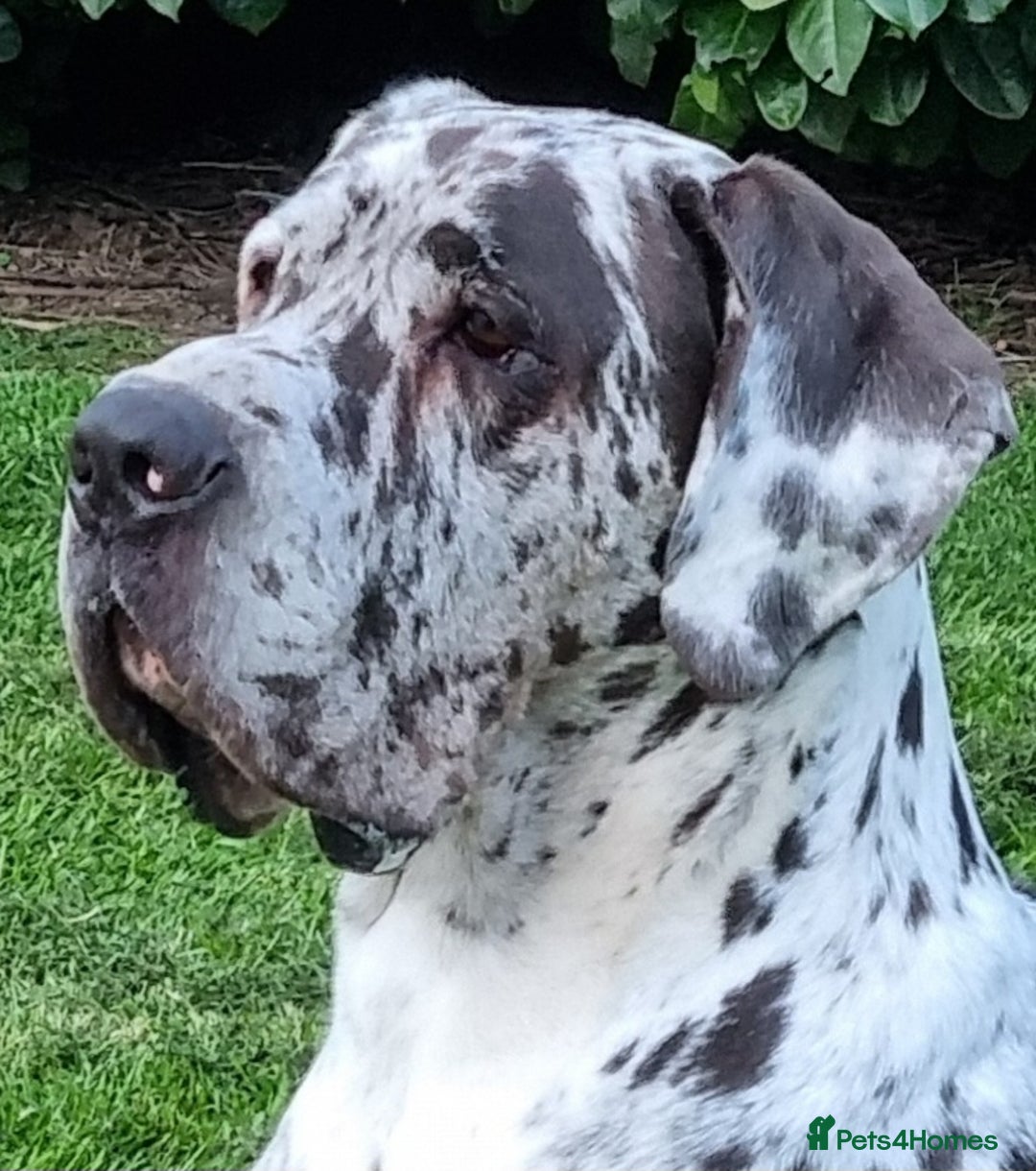 Great Dane dogs for stud: KC Reg - Proven, health tested stud  in Wisbech - Image 2