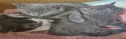 British Shorthair cats for sale: Adorable British shorthair cross kittens for sale in Chatham - Advert 16