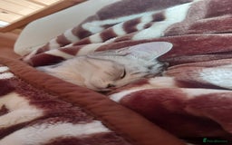 British Shorthair cats for stud: Pretty BSH looking for STUD - Image 6