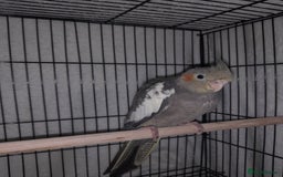 Cockatiels birds for sale: Beautiful cockatiels - Advert 8