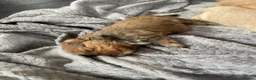 Pomapoo dogs for sale: Beautiful Pomapoo puppies - Advert 13