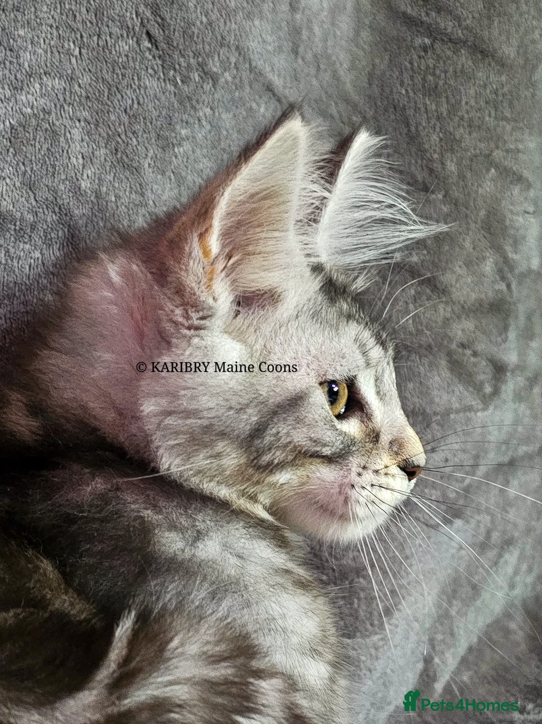 Maine Coon cats for sale: ACTIVE TICA Registered Shaded & Shaded lines - Advert 32