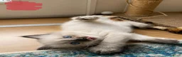 Ragdoll cats for sale: Ragdoll Kittens - Seal Point & Blue Bicolour - Advert 3