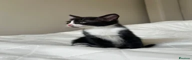 Kitten 5 